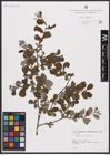 Foto von Salix aurita L.